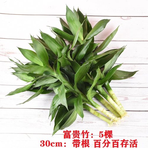 富贵竹绿植水养多头步步高