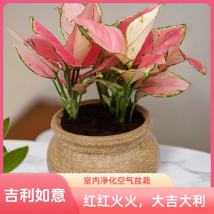 如意皇后花盆栽室内植物花吉祥如意万年红水培红皇后吉利红盆栽