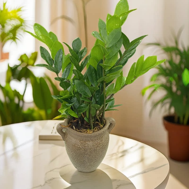 金钱树盆栽摇钱树大钱串子办公室客厅室内桌面绿植物花卉观叶好养