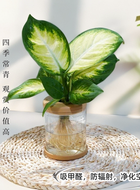 玛丽安万年青桌面绿净化空气绿植