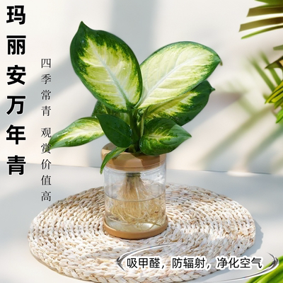 玛丽安万年青桌面绿净化空气绿植
