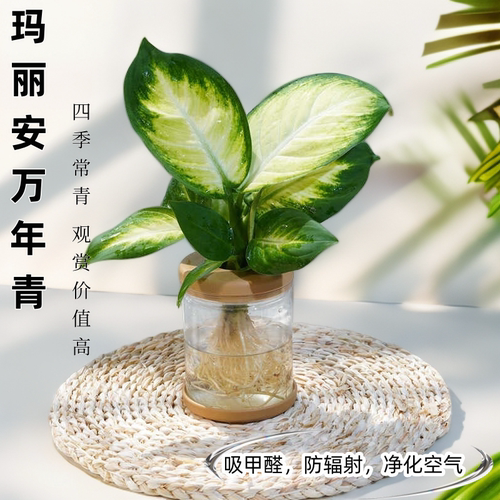 玛丽安万年青桌面绿净化空气绿植