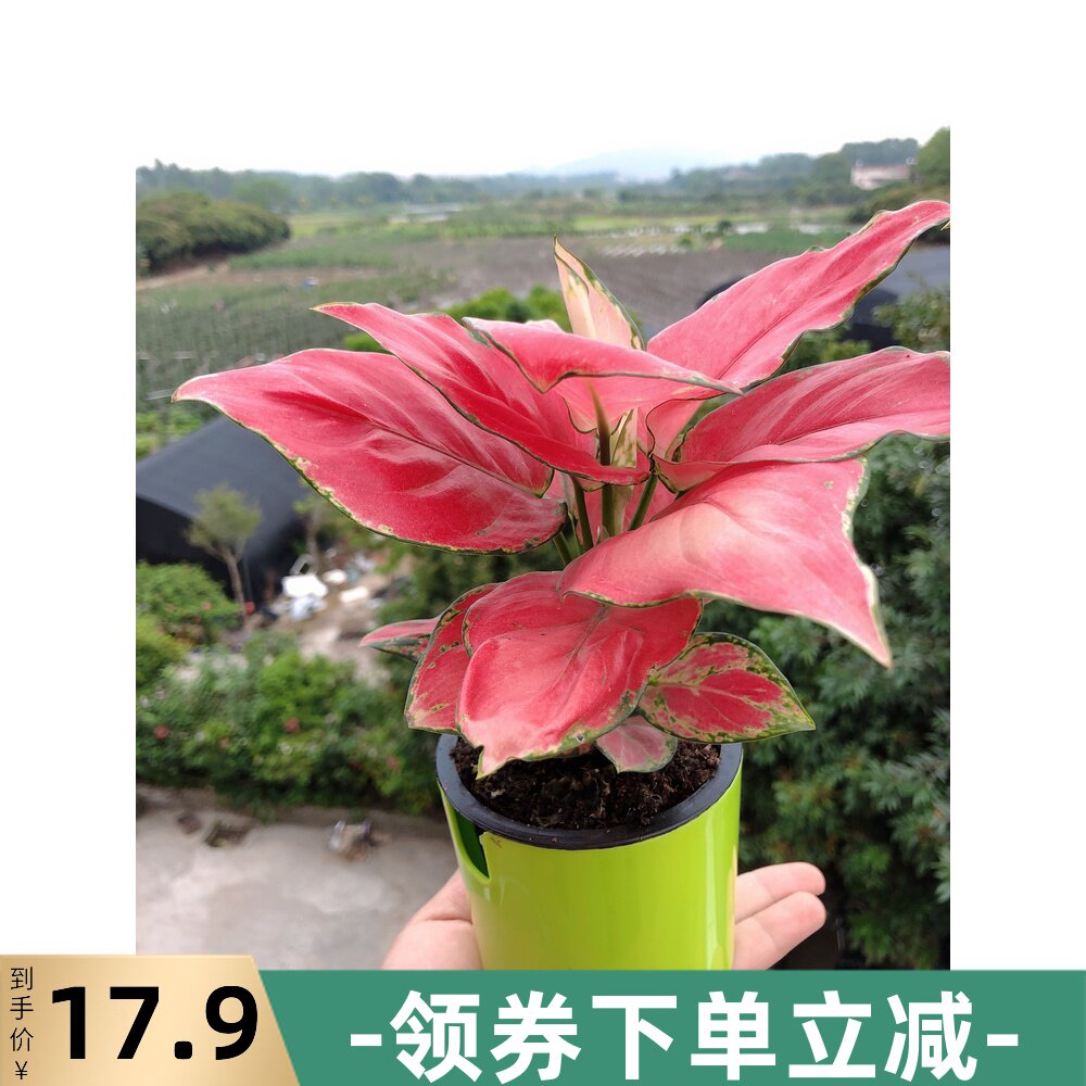 吉利红盆栽懒人植物室内办公室吉祥花净化空气观叶绿植花卉