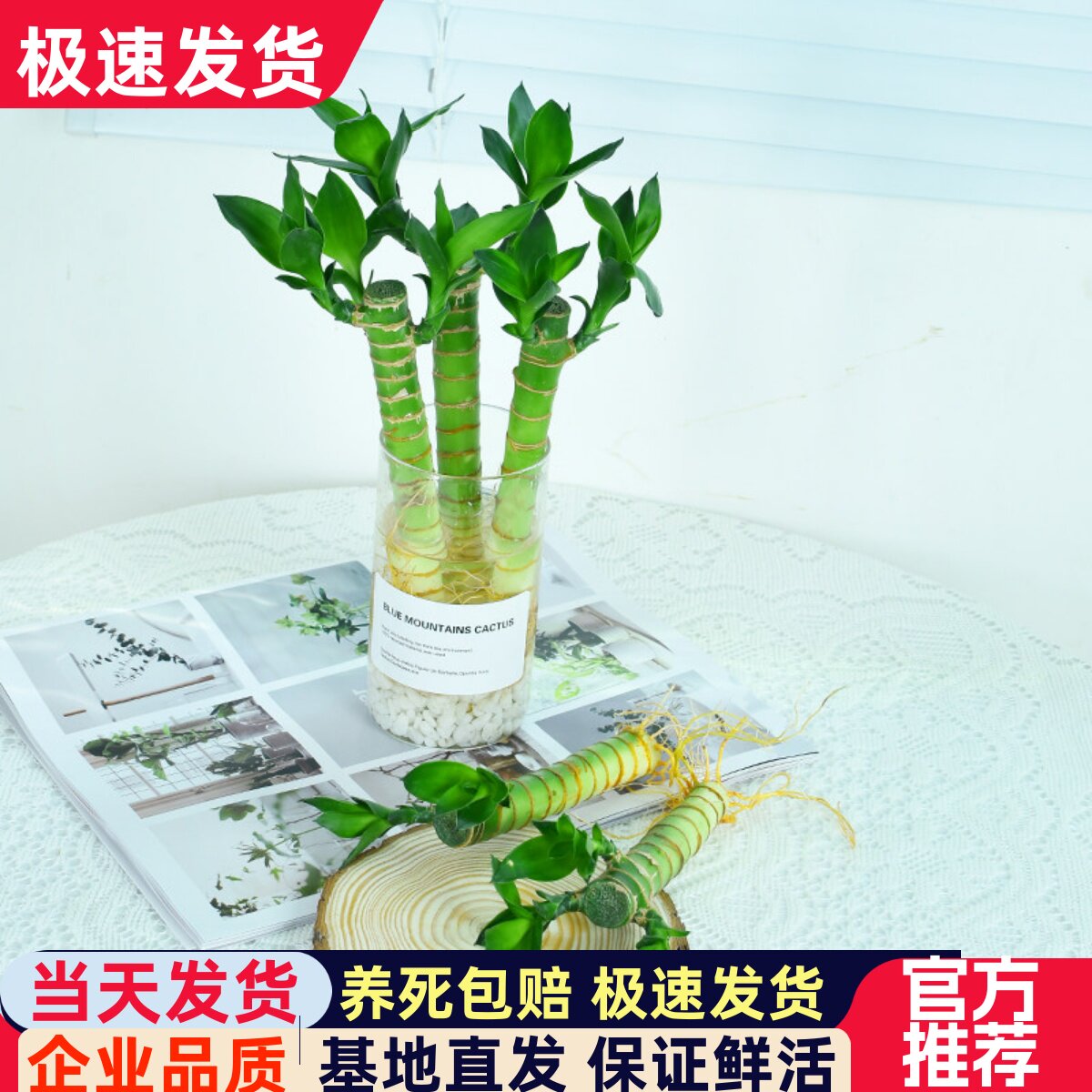 富贵竹水培植物观音竹步步高绿植绿萝盆栽室内水养水生花卉