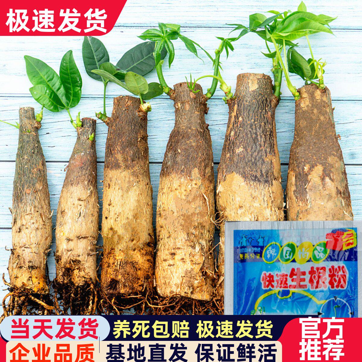 发财树树桩树头树苗室内绿植花卉阳台大盆景盆栽客厅招财独杆带盆
