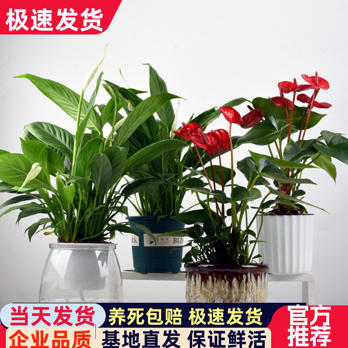 白掌红掌盆栽水培植物办公室花卉水养一帆风顺绿植粉掌鲜花室内