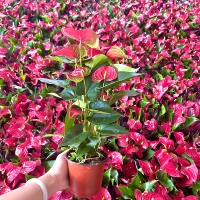 碧绿园红掌盆栽花卉室内水培花卉盆栽植物绿植四季开花好养活