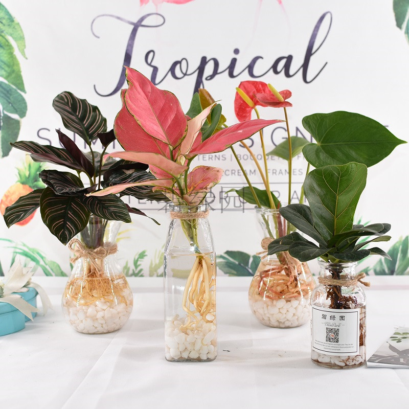 竹芋水培植物玻璃瓶好养室内花卉花瓶琴叶榕办公室绿植水养小盆栽