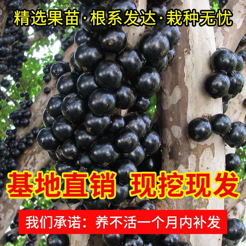 嘉宝果树葡萄常绿果树