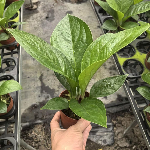 聚宝盆大叶绿植客厅招财水培鸟巢花烛室内好养花卉发财树植物