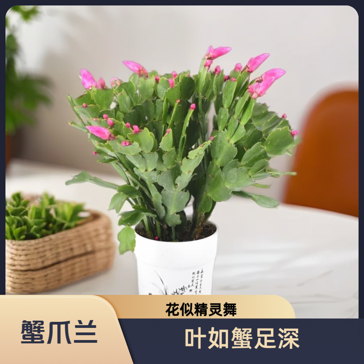 四季开花蟹爪兰吸甲醛四季开花