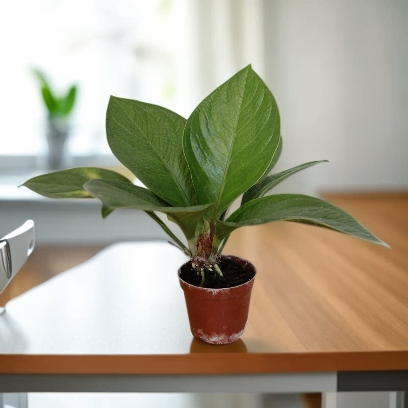 聚宝盆大叶绿植客厅招财水培鸟巢花烛室内好养花卉发财树植物