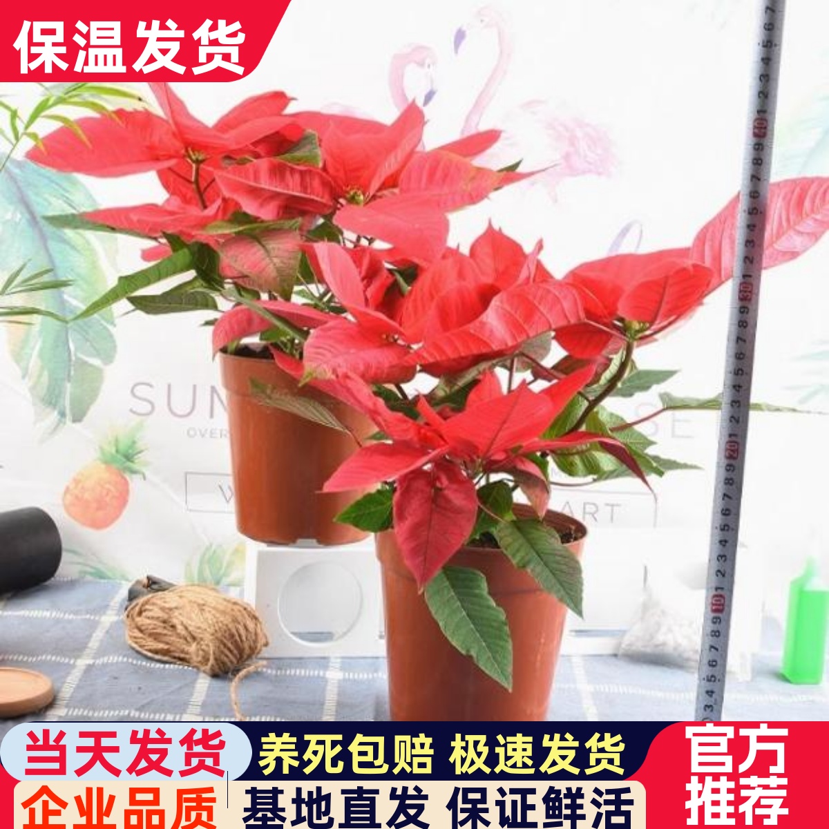 基地直供阳台庭院植物