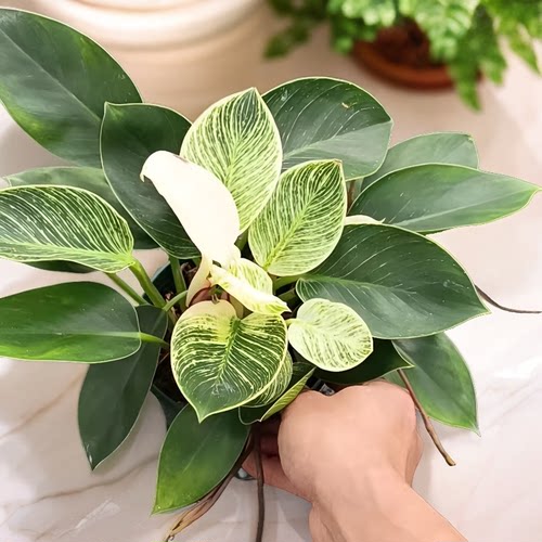 金钻客厅办公室阳台清新净化空气