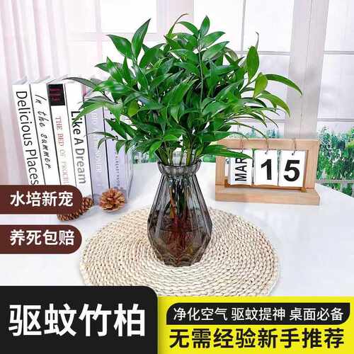 驱蚊竹柏客厅净化空气绿植