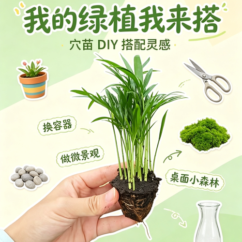 袖珍椰子盆栽富贵椰子植物DIY