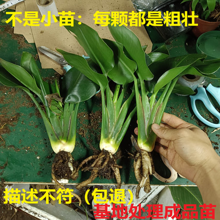 热(特粗4年苗天堂鸟)水培植物盆栽室内耐阴好养四季花卉净化空气