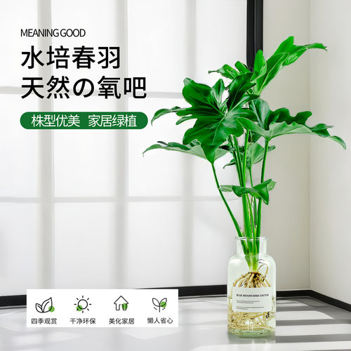 春羽办公室内净化空气