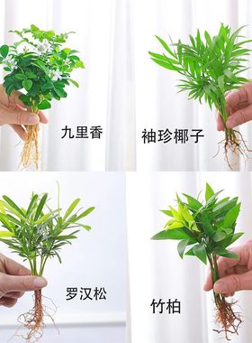 DIY小绿植罗汉松袖珍椰子绿萝竹柏九里香网纹草盆栽水培植物小苗