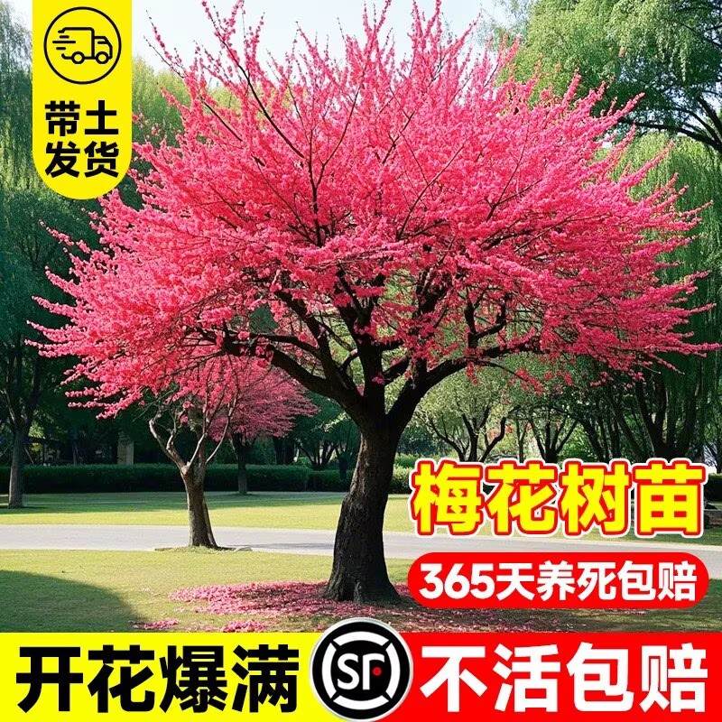 梅花红梅腊梅别墅庭院早春景图片