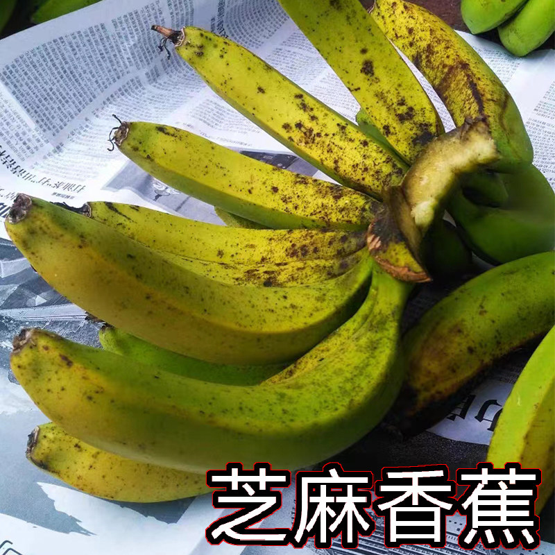 小芝麻香蕉广东茂名本地芝麻蕉10斤新鲜野生高州丑蕉自然熟甜水果