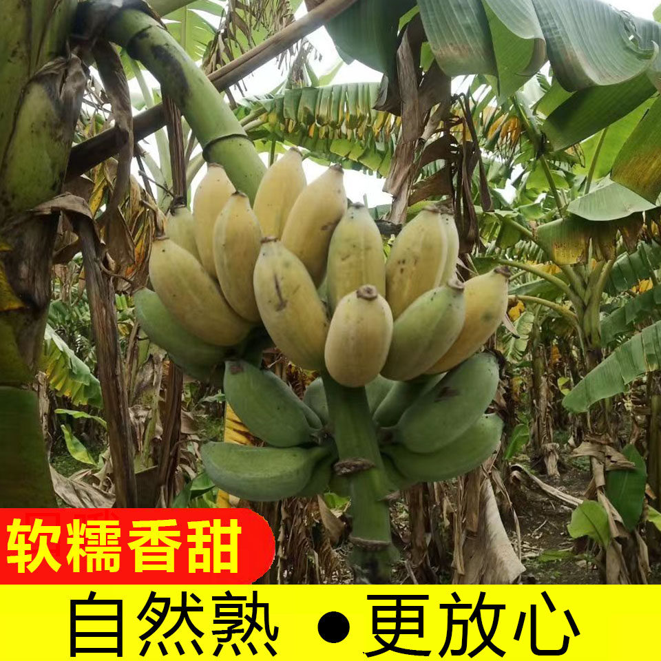 西贡蕉广东小米蕉自然熟粉蕉新鲜海南正宗苹果蕉粉香蕉香糯甜香蕉