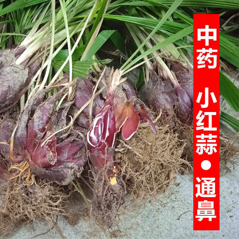 小红蒜根药用小红葱的红葱火葱红蒜红葱头种中药种植流鼻通用全草