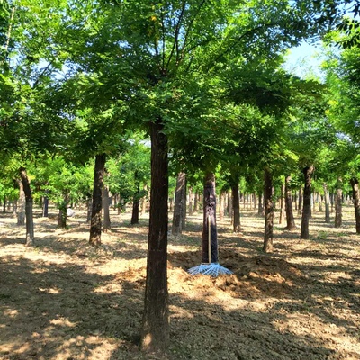 行道绿化风景树苗征地占地国槐苗槐树苗国槐树细叶槐国槐树槐树苗