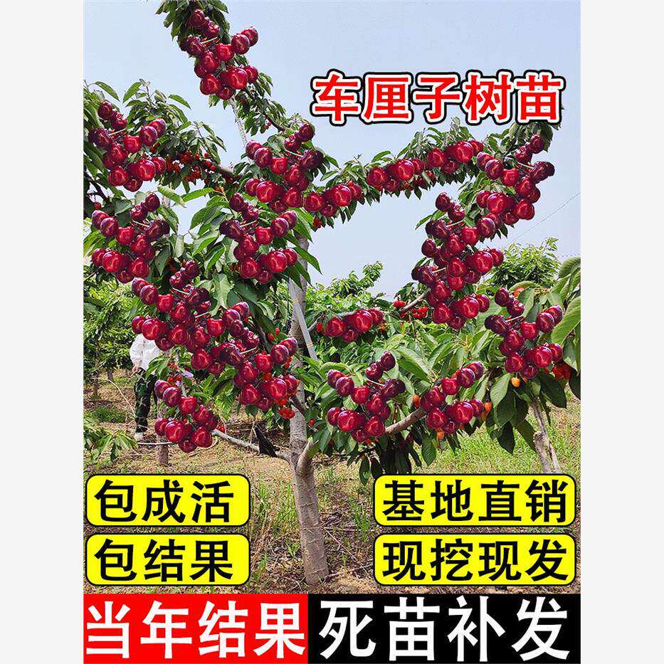 正宗车厘子树苗大樱桃树南方北方盆栽嫁接地栽四季种植庭院水果树