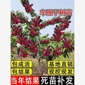 正宗车厘子树苗大樱桃树南方北方盆栽嫁接地栽四季种植庭院水果树