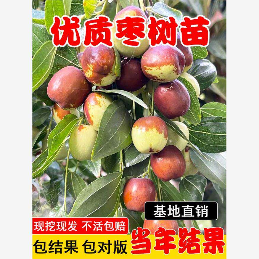 枣树果树果苗特大冬枣红枣青枣南方北方盆栽地栽庭院四季种植大树