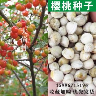 散装樱桃种子水果 车厘子种子 大青叶种子 大樱桃种子 果树种子
