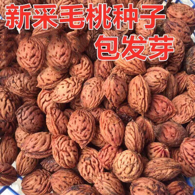 毛桃种子毛桃核山杏子树桃树种子山桃种子可做嫁接梅花砧木果树籽
