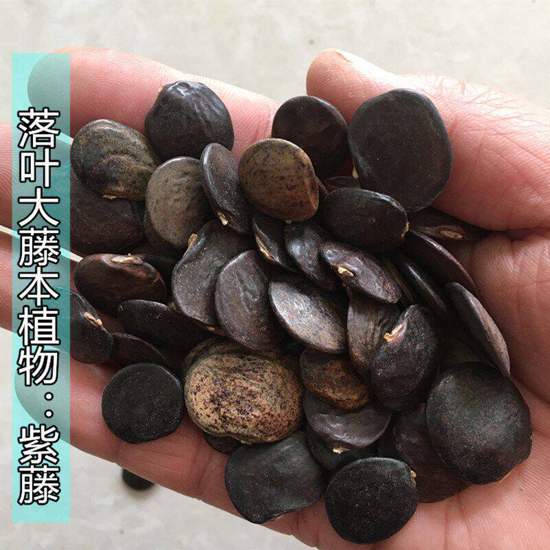 多花紫藤种子新鲜长寿耐寒庭院花架爬藤植物林木种子藤萝花树种籽