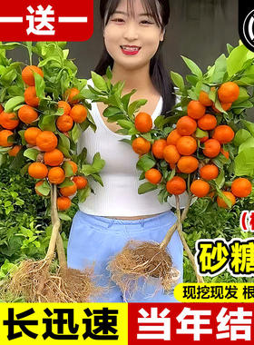 沙糖桔正宗树苗无籽果树北方耐寒种植砂糖橘树苗小橘子树果苗南方