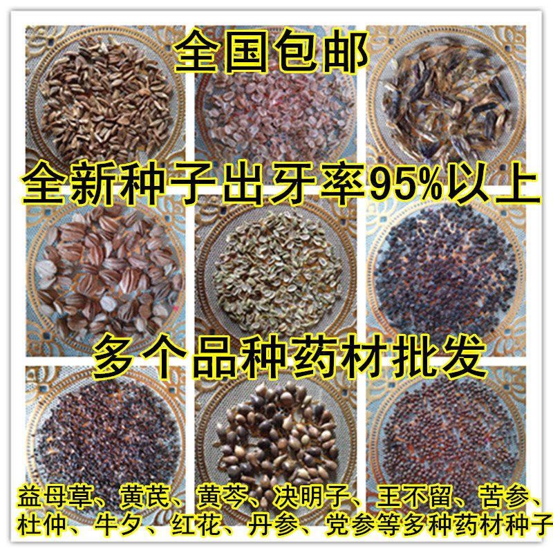 药材种子白芷桔梗板蓝根丹参决明子党参柴胡 防风辣木种子