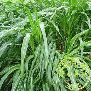 墨西哥玉米牧草高产墨西哥玉米