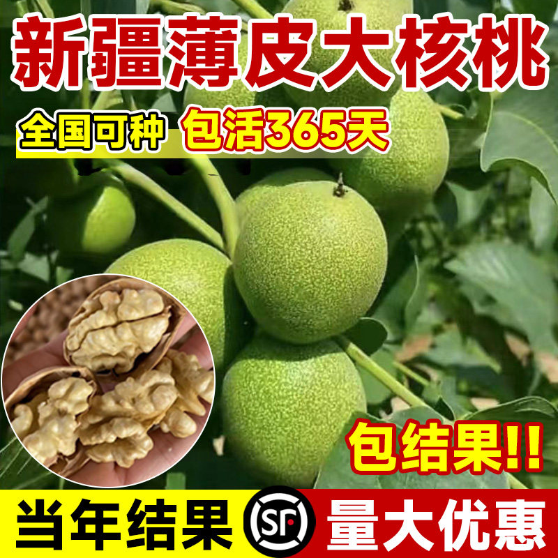 纸皮核桃树果苗嫁接苗北方耐寒南方高产活苗新疆大核桃苗当年结果图片
