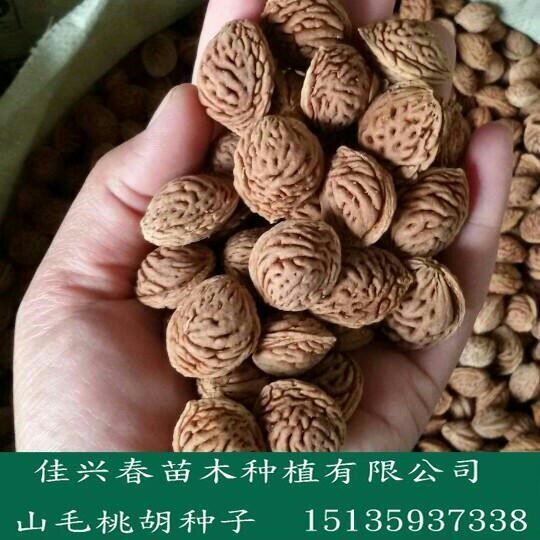 优质 桃树籽 桃胡 桃核 当年 育苗 嫁接地栽野生桃树种子