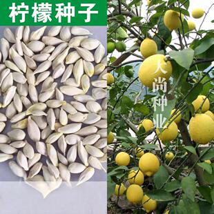 散装柠檬种子水果 香水柠檬树种子青柠檬 黄柠檬种子 果树种子