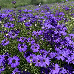 五色菊花种子四季种植易活开花不断花种籽子庭院室内景观花籽