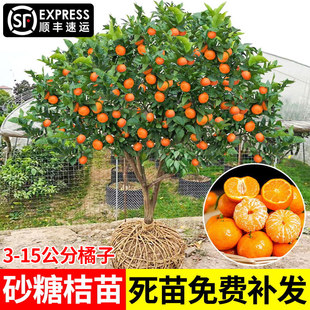 大桔子树庭院柑桔树树苗大树砂糖桔橘子柑橘蜜桔当年结果盆栽地栽