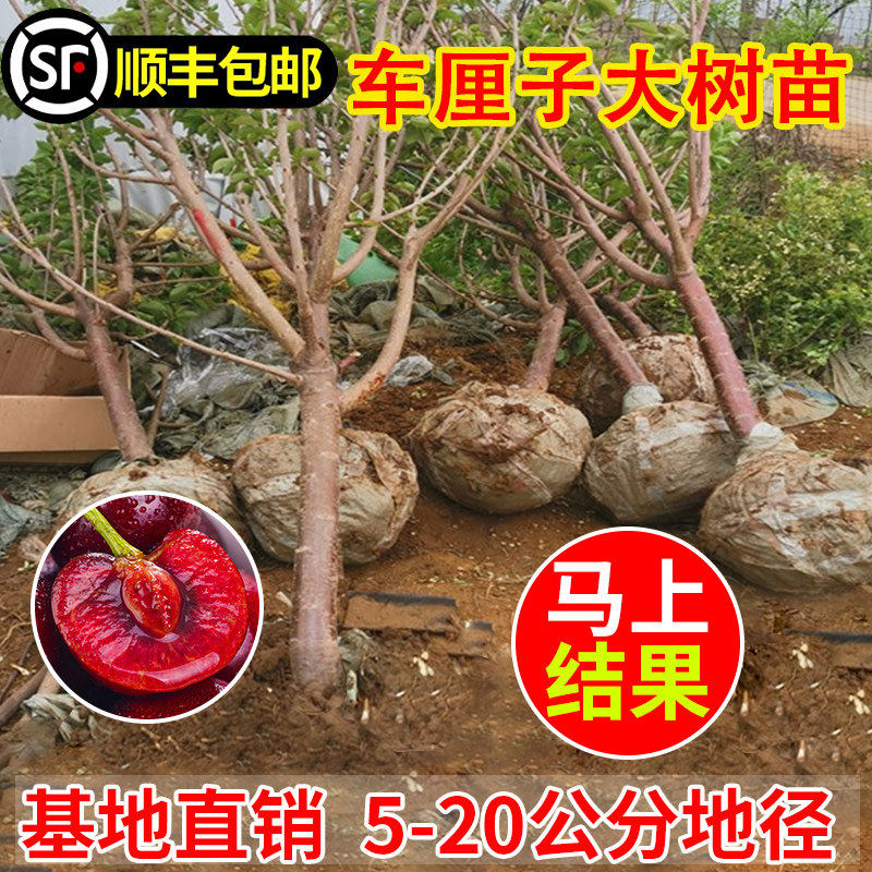 车厘子树苗特大樱桃树苖南方北方四季种植盆栽地栽别墅庭院果树苗