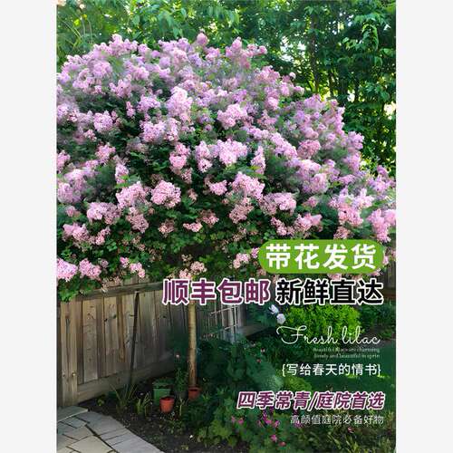 欧洲丁香花树苗盆栽小苗紫色四季花卉别墅阳台庭院绿植物花苗浓香