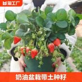 奶油草莓苗盆栽种籽子可食用红颜四季 结果阳台种植新苗秧多年生