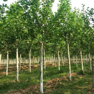 法国梧桐树法桐树绿化苗木法桐树苗小苗法桐苗速生法桐树苗