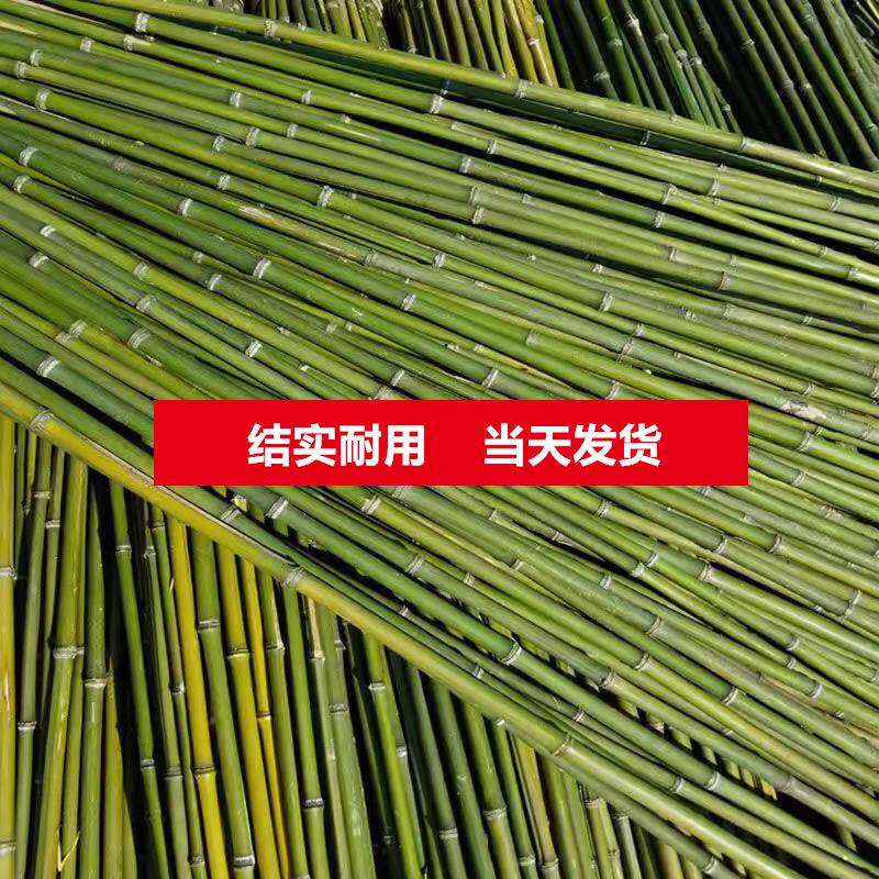 竹竿菜园搭架蔬菜黄瓜番茄豆角架杆竹篱笆栅栏小竹子细竹竿爬藤架