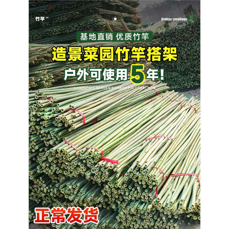竹竿菜园搭架蔬菜黄瓜番茄豆角架杆竹篱笆栅栏小竹子细竹竿葡萄架