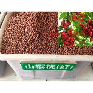 新采樱桃种子 正宗大青叶樱桃种子 山樱桃种子嫁接品种樱桃砧木红