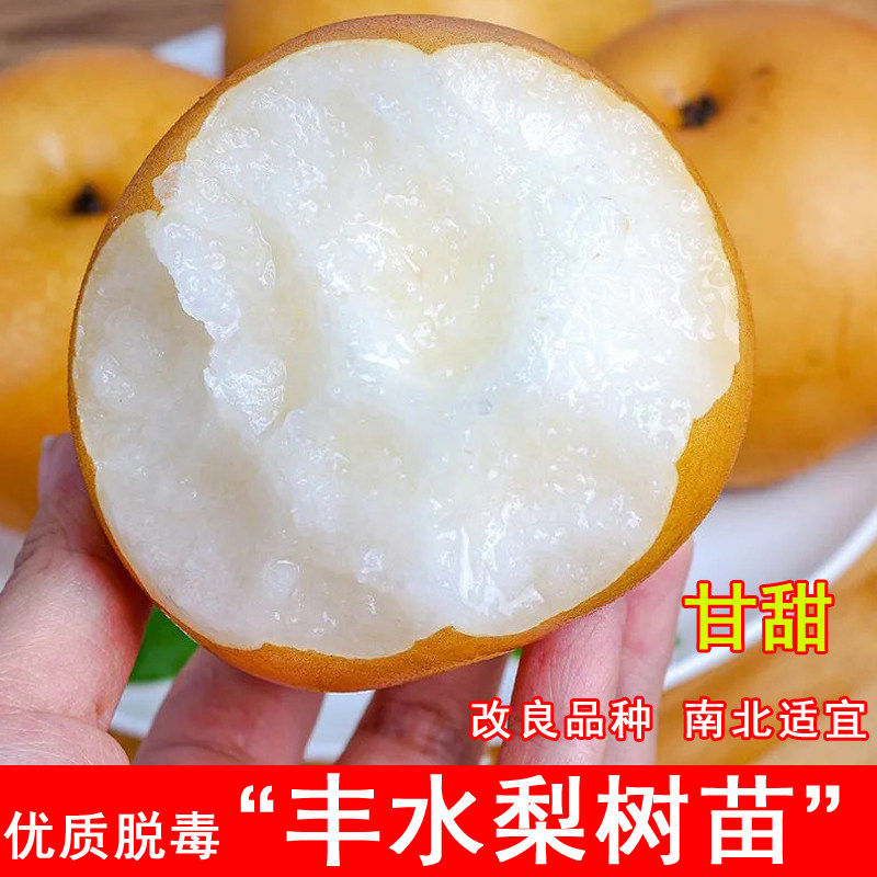 嫁接丰水梨苗脆甜大黄梨树苗盆栽庭院地栽南方北方种植抗寒果树苗